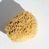 Sea Sponges