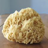 Sea Wool Sponge