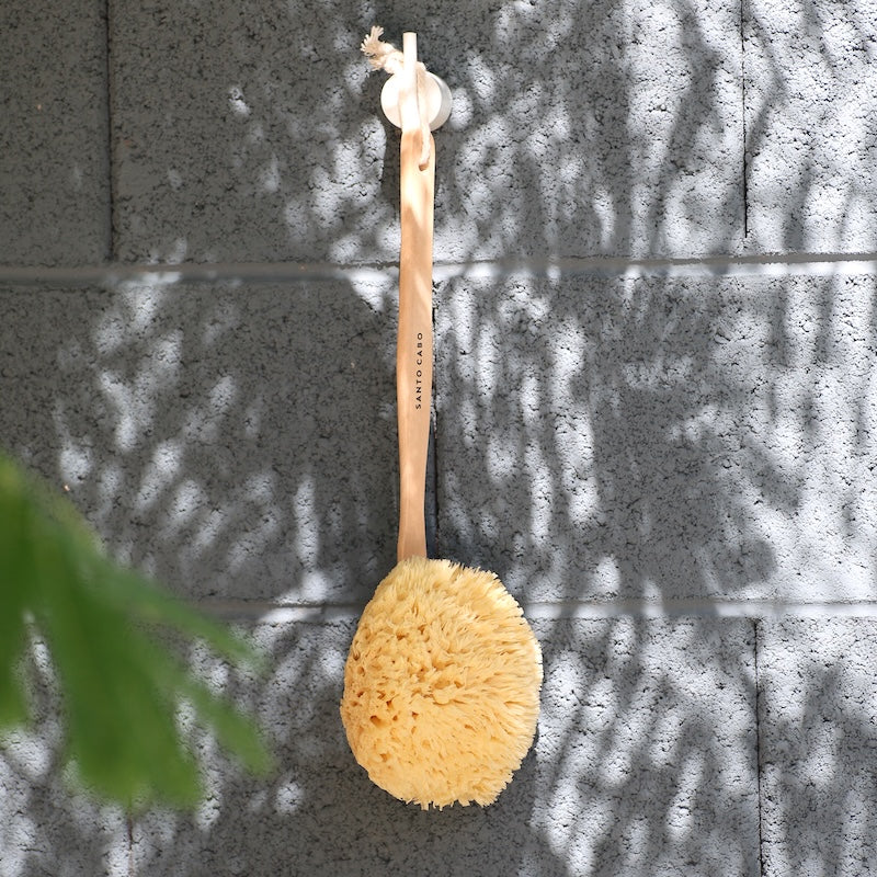Sea Sponges