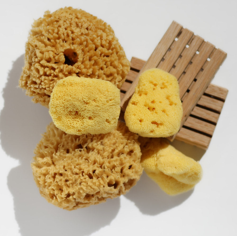Buy Caribbean natural sea sponge for babies online