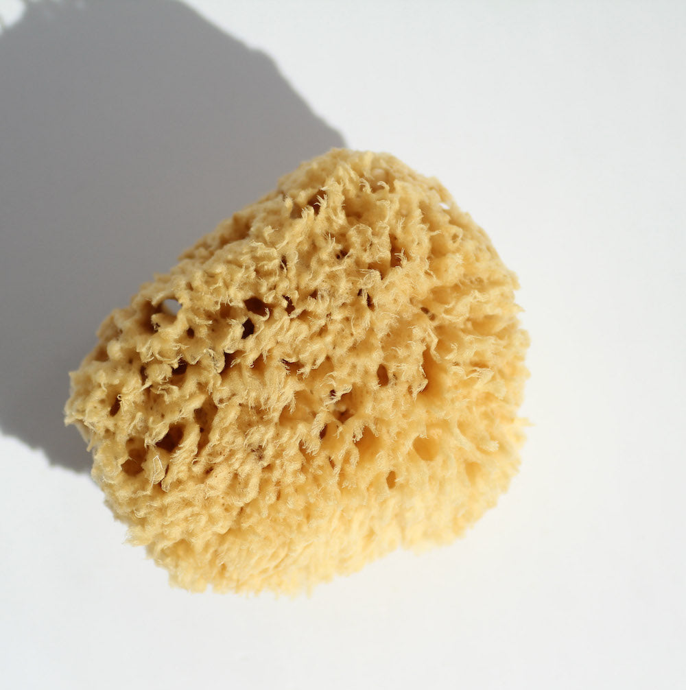 Natural Sea Sponge - Sea Wool Sponge – cinder + salt